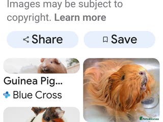 Guinea Pig rodents WANTED FEMALE GUINEA PIGS - Advert 1