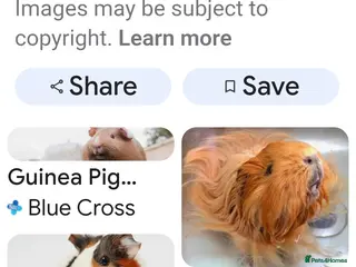 Guinea Pig rodents WANTED FEMALE GUINEA PIGS - Advert 18