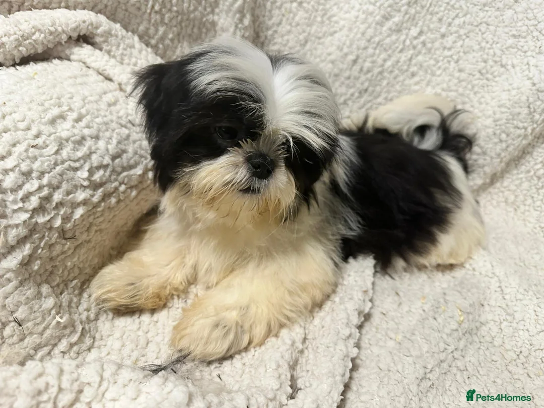 Shih Tzu dogs for sale: 4 Shih Tzu bitches - Advert 10