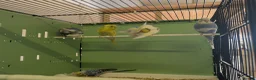 Budgerigars birds for sale: Baby Budgies - Advert 7