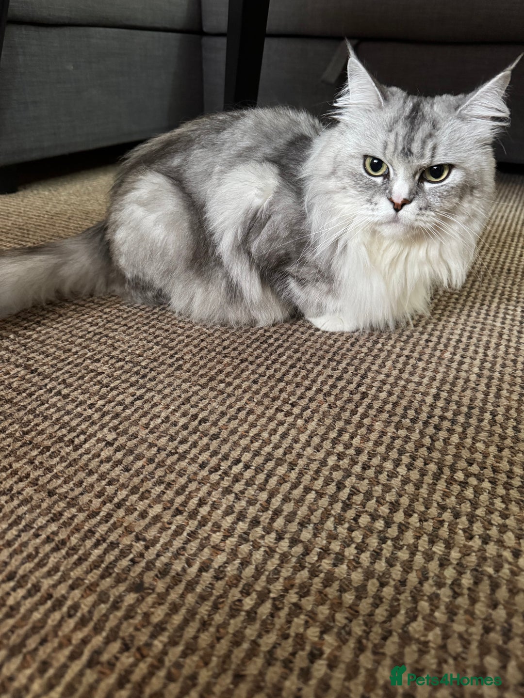 Maine Coon cats for sale: Ciri  - Image 7