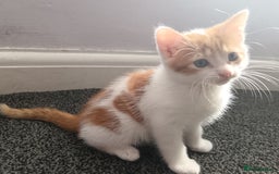 Mixed Breed cats for sale: 3 Gorgeous Kittens - Image 14