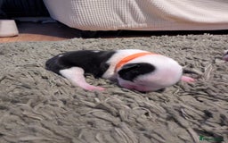 Boston Terrier dogs for sale: KC bostonTerrier puppies  - Image 9
