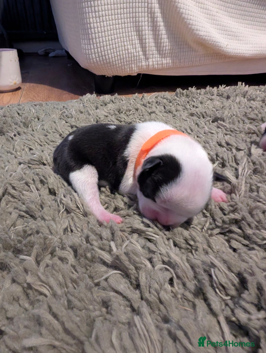 Boston Terrier dogs for sale: KC bostonTerrier puppies  - Image 9