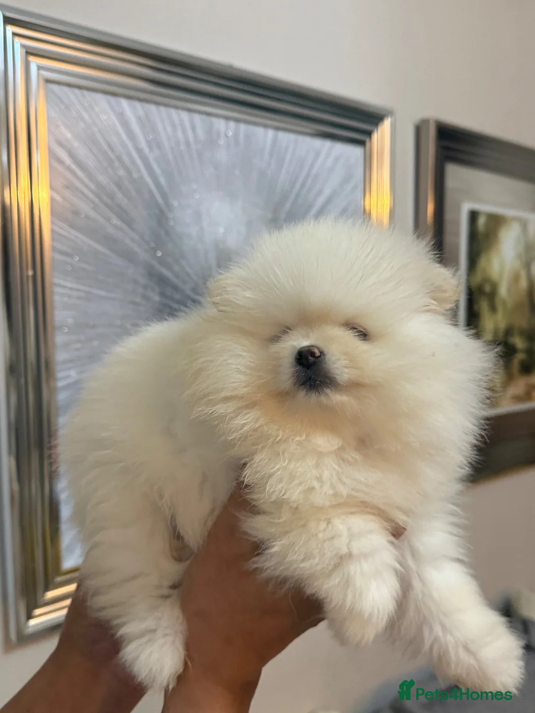 Pomeranian dogs for sale: Beautiful Pomeranian puppies  in Purfleet - Advert 2