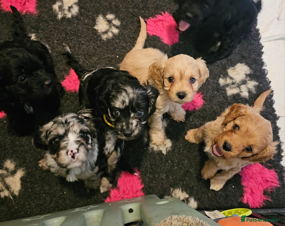 Cavapoo dogs for sale: 🐾 Gorgeous Health Tested F1 Cavapoo Puppies 🐶🐾 - Image 16