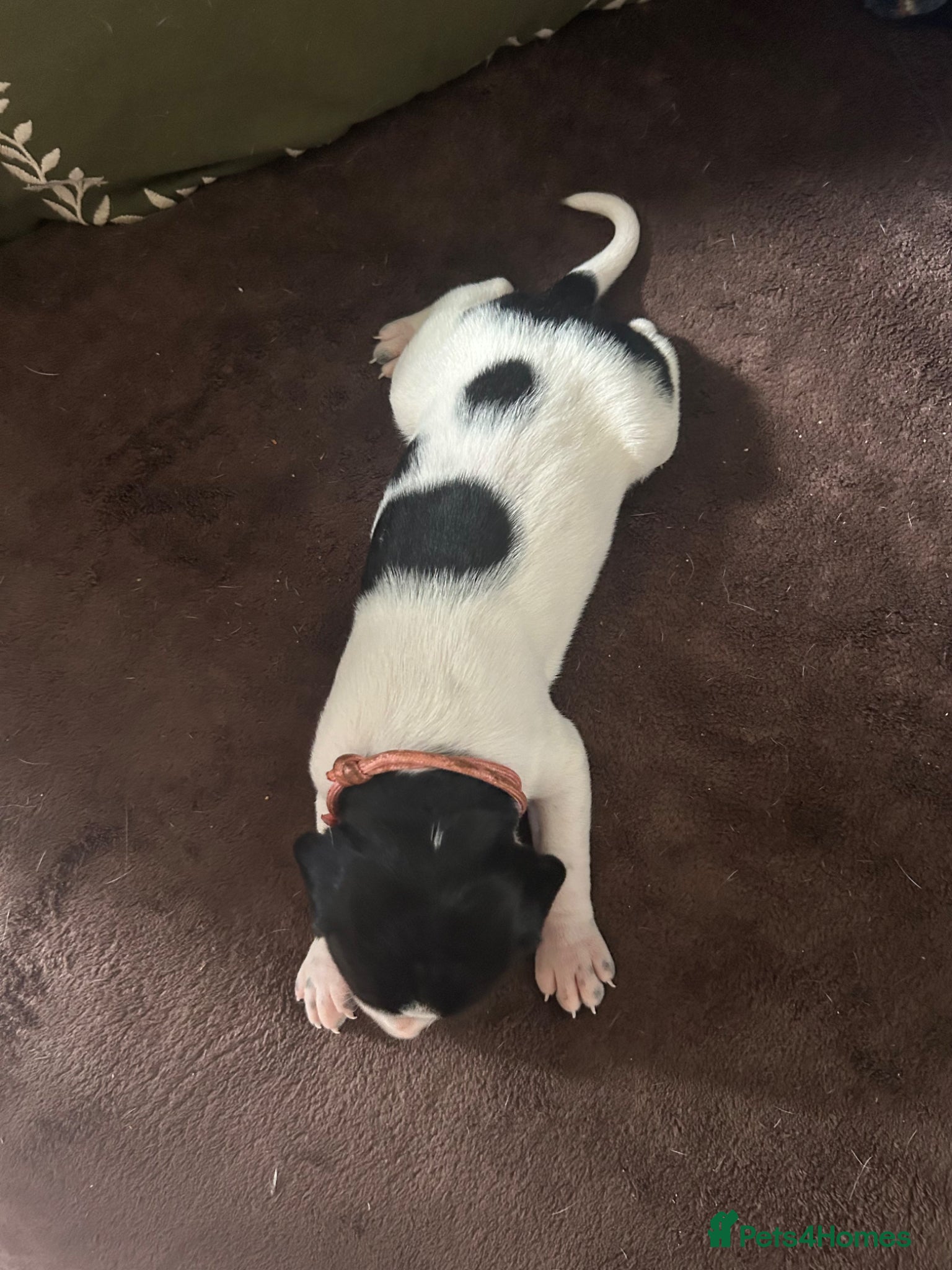 Pointer dogs for sale: KC English Pointer Puppies - Advert 35
