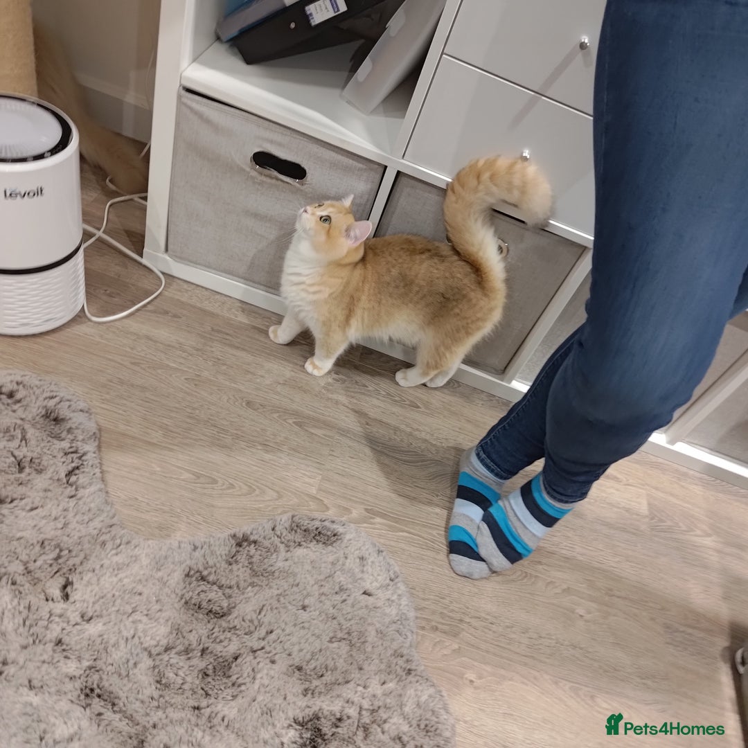 British Shorthair cats for sale: British shorthair For sell - Image 1