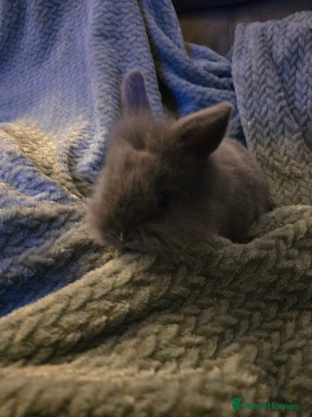 Mixed Breed rabbits for sale: Rabbits for sale.  - Advert 16