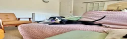 Whippet dogs for sale: Beautiful whippet girl - Advert 6