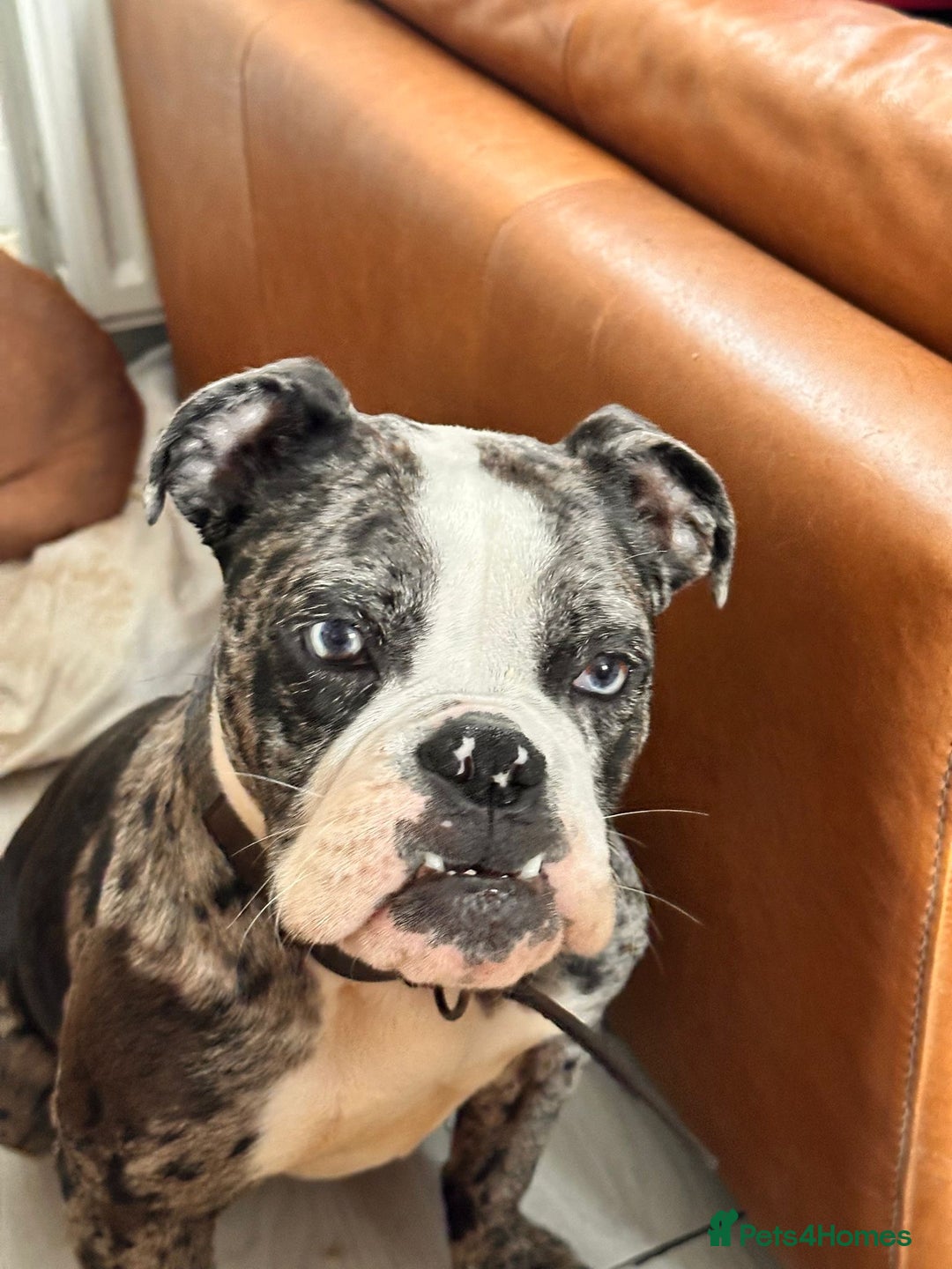 Old Tyme Bulldog dogs for sale: Gorgeous Female Old Tyme Bulldog - Image 3