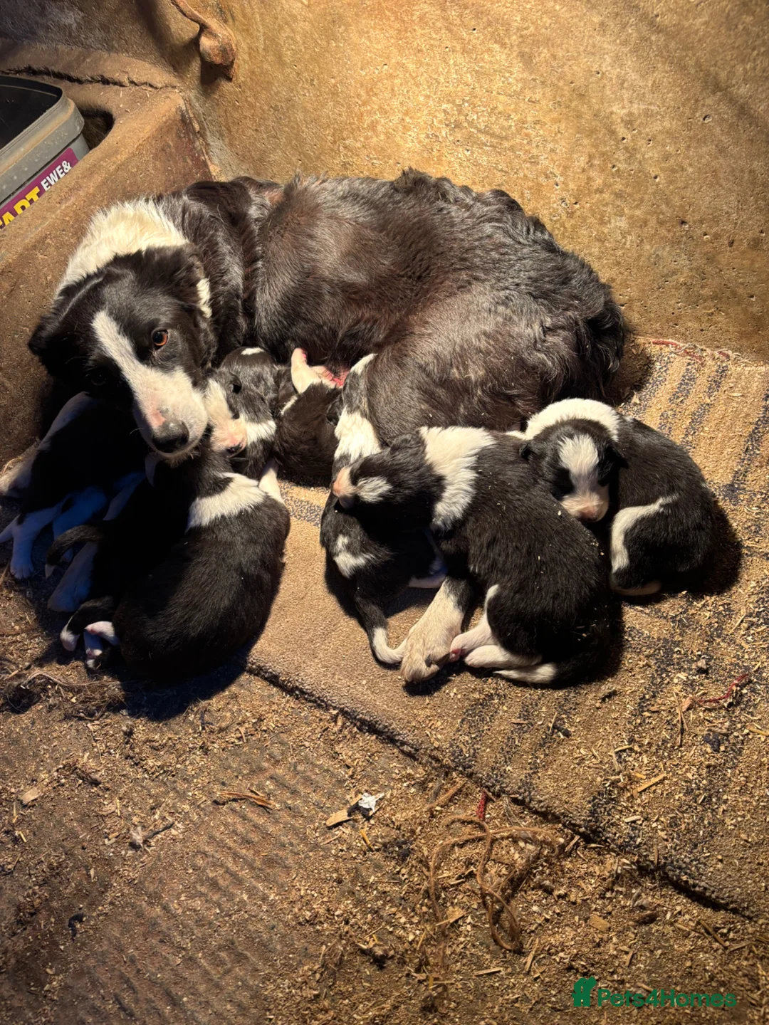 Border Collie dogs for sale: Beautiful border collie puppies - Advert 2