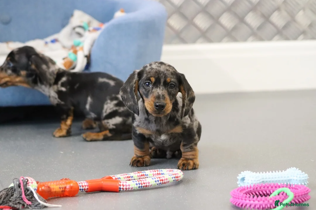 Miniature Dachshund dogs for sale: Beautiful Miniature Dachshund puppies for sale - Advert 22