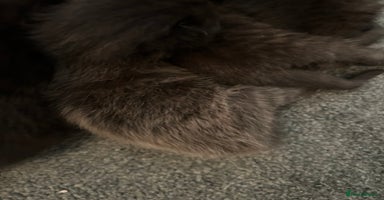 Mixed Breed cats - Advert 8