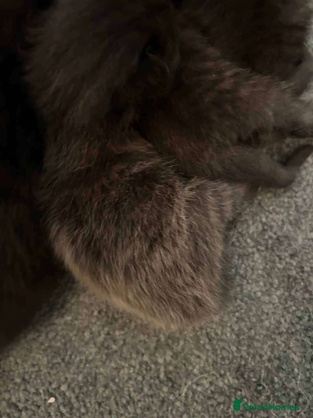 Mixed Breed cats for sale: Our beautiful cat has had a beautiful litter!  - Image 3