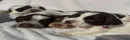 Cocker Spaniel dogs for sale: Bred From Extensively Health Tested Parents - Advert 29