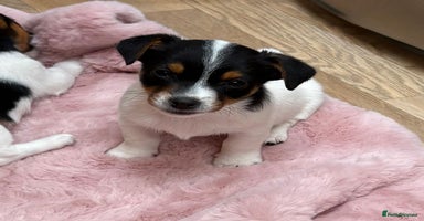 Jack Russell dogs - Advert 1