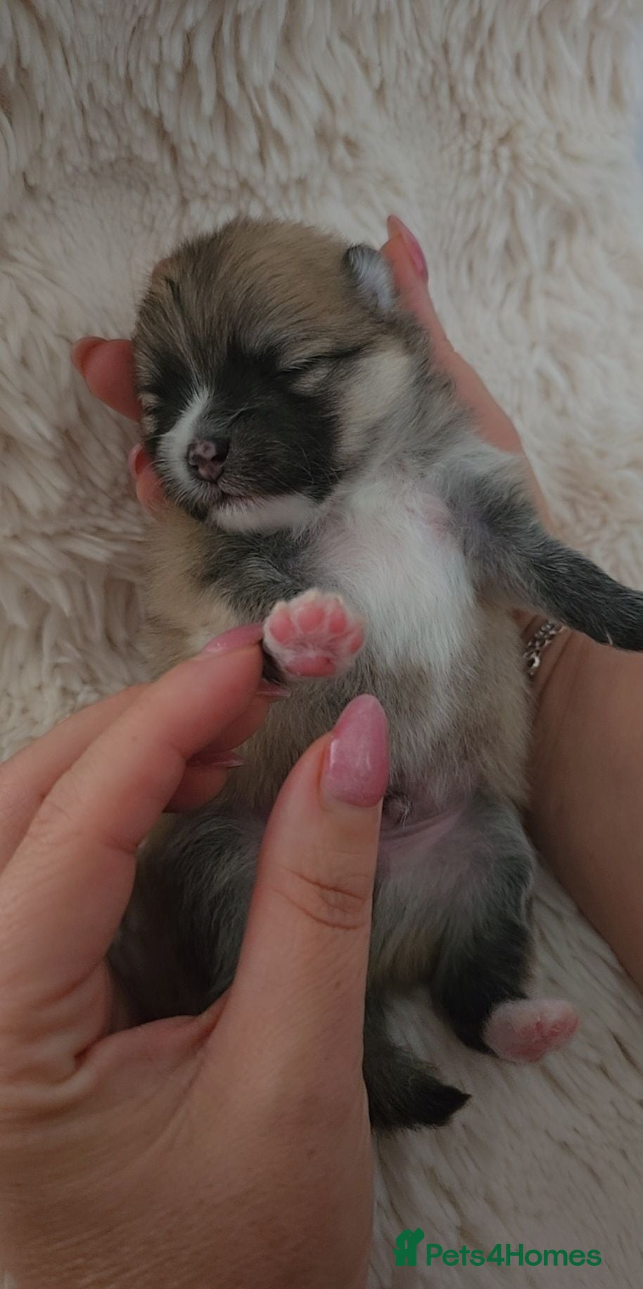 Pomeranian dogs Posh poms reservations! 🐾 🐾 🐾 🐾  - Advert 2