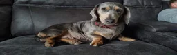 Dachshund dogs for sale: Stunning Standard Datchhound puppies    - Advert 10