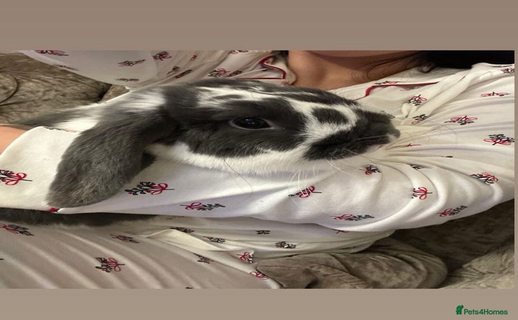 English Lop rabbits - Advert 1