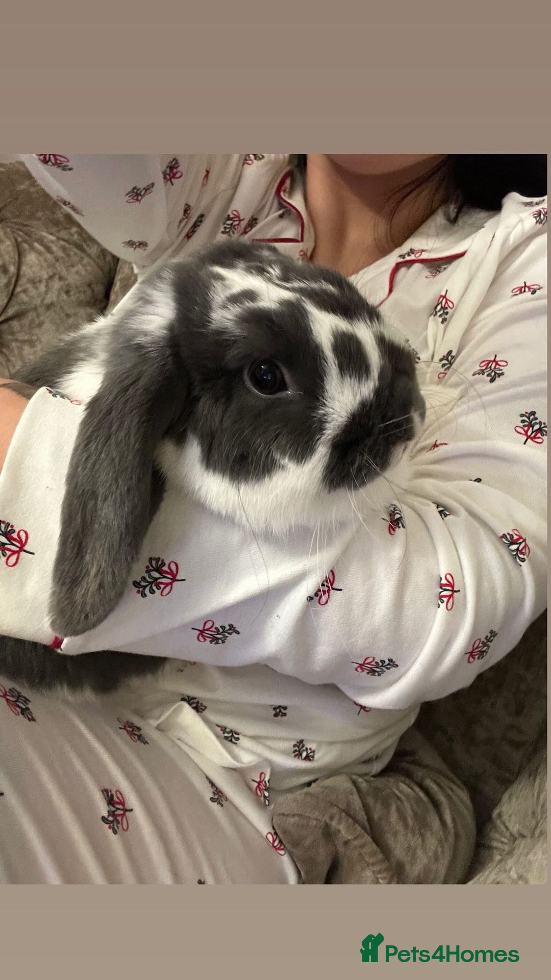 English Lop rabbits for sale: Free to good home, lop rabbit  - Image 1