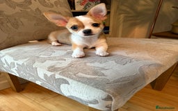 Chihuahua dogs for sale: Our beautiful Chihuahua puppies  - Image 12