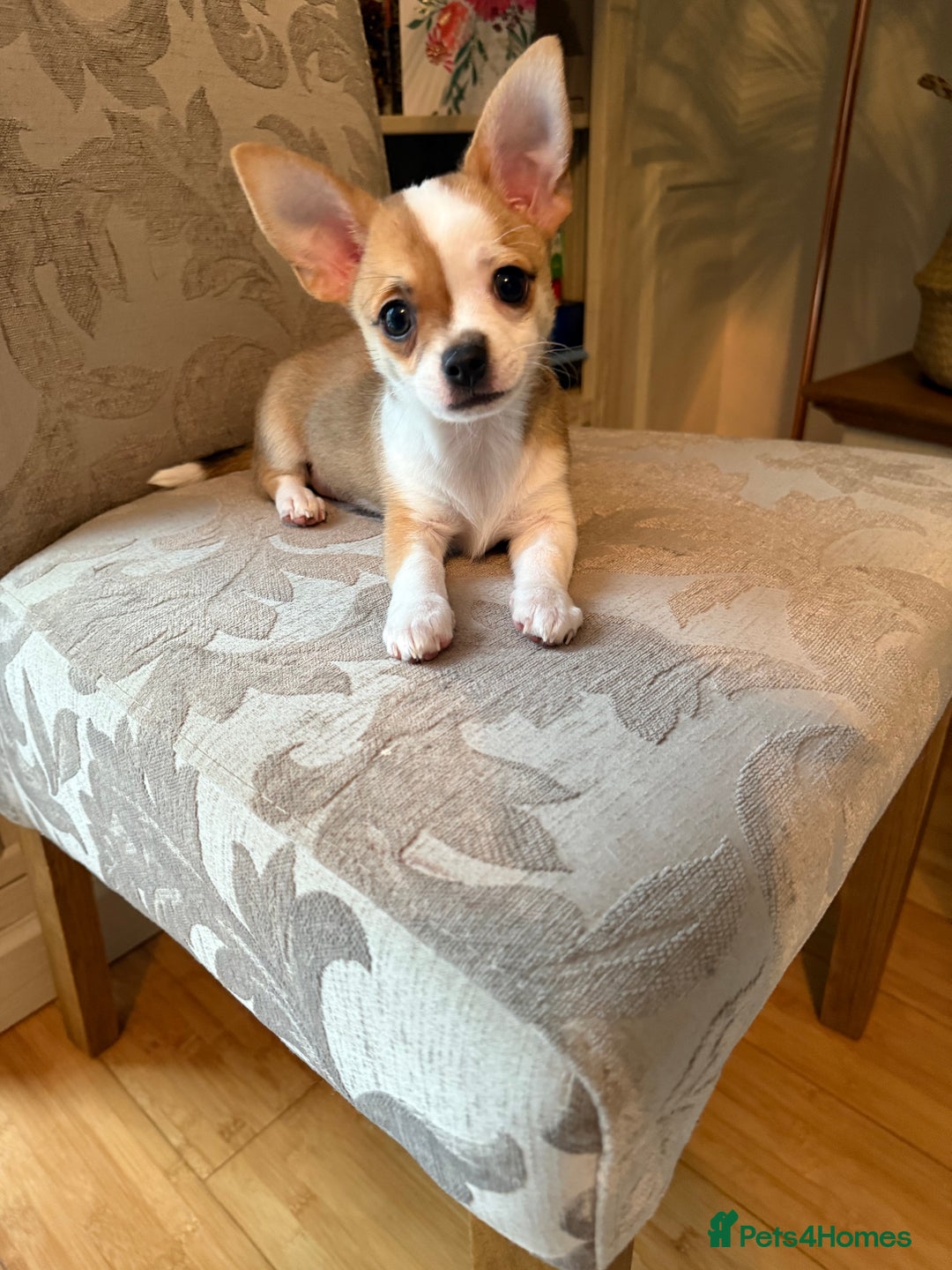 Chihuahua dogs for sale: Our beautiful Chihuahua puppies  - Image 12
