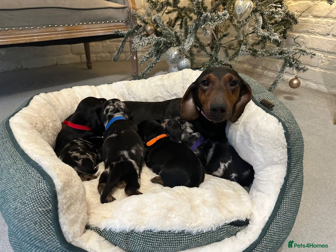 Miniature Dachshund dogs for sale: Miniature Dachshund Puppies - Advert 1