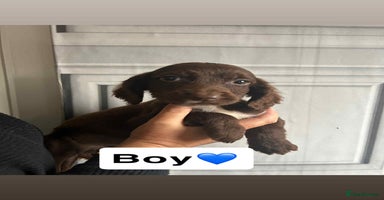 Cocker Spaniel dogs - Advert 3