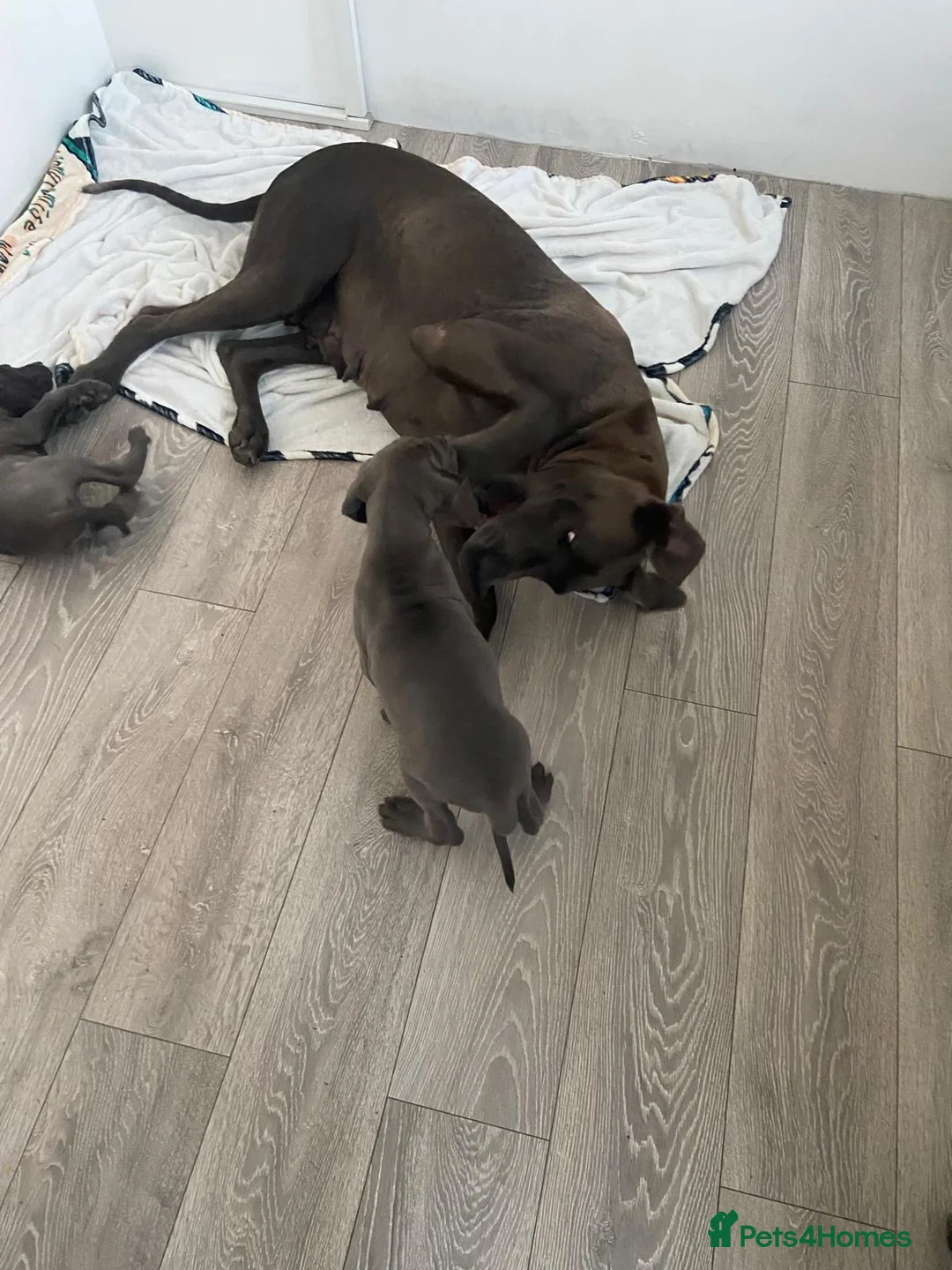 Great Dane dogs for sale: Blue Great Dane puppies  - Advert 2