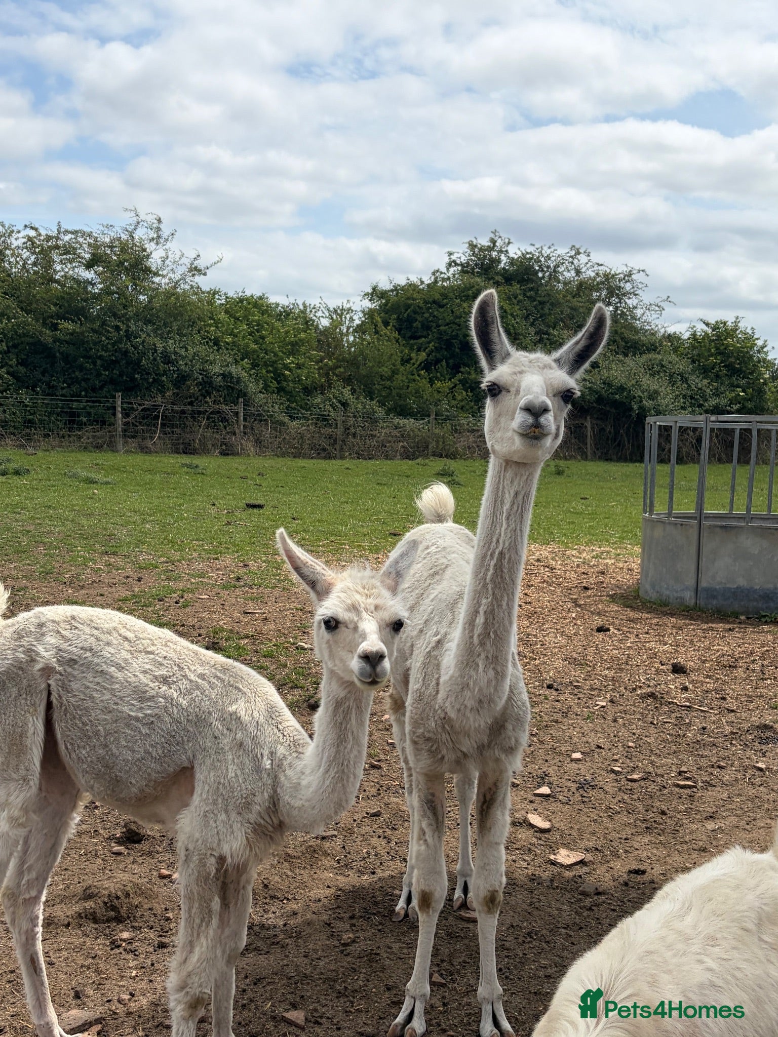 Llama livestock Female llama and her female yearling - Advert 6