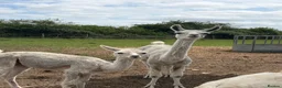 Llama livestock for sale: Female llama and her female yearling - Advert 1