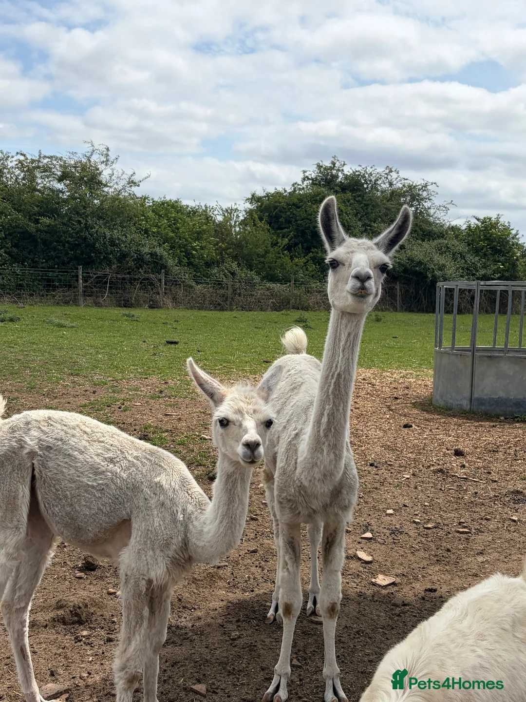 Llama livestock for sale: Female llama and her female yearling - Advert 1
