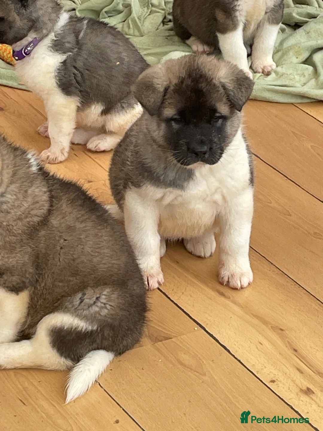 Akita dogs for sale: READY TO GO AMERICAN AKITA PUPPIES FOR SALE - Advert 2