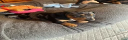 Miniature Dachshund dogs for sale: Beautiful KC registered puppies.  - Advert 18