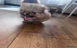 Pomeranian dogs for sale: EXTRA SMALL POMERANIAN GIRLS - Image 7