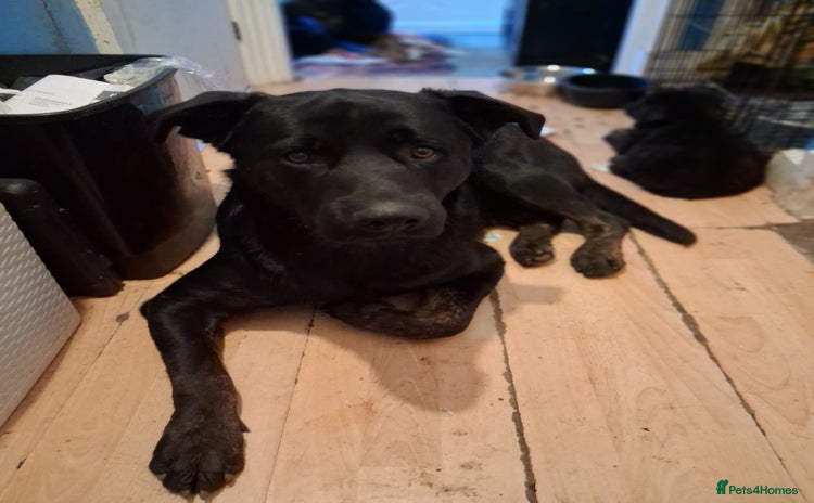 Mixed Breed dogs - Advert 1