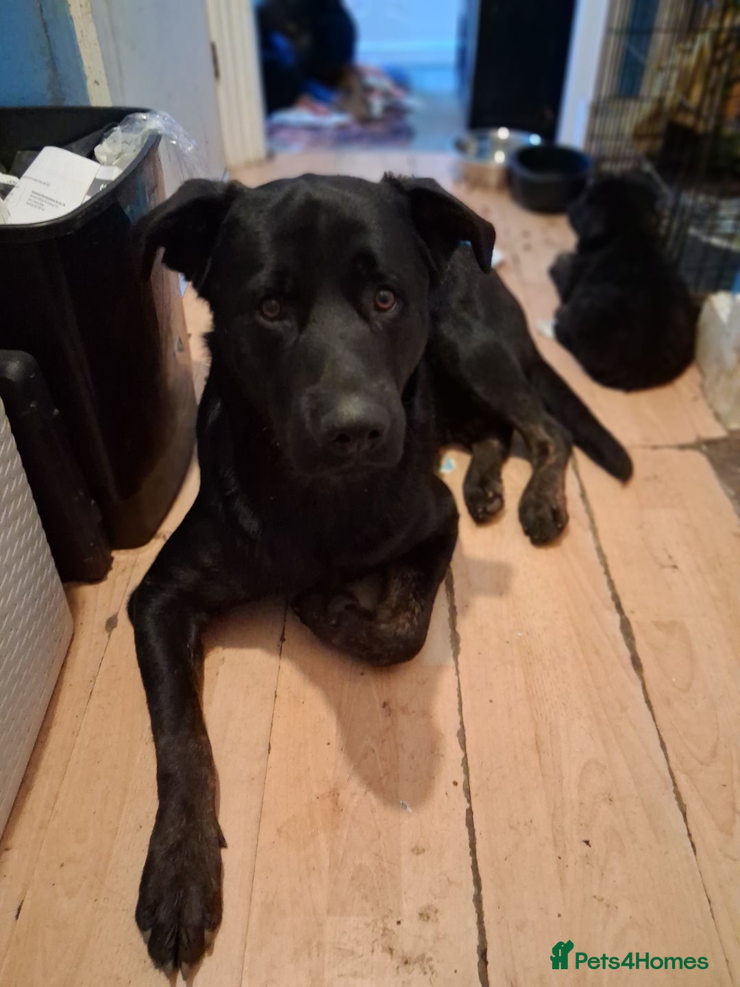 Mixed Breed dogs for sale: Puppies - Image 1