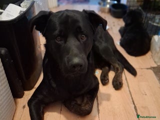 Mixed Breed dogs - Advert 2