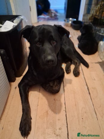 Mixed Breed dogs - Advert 1