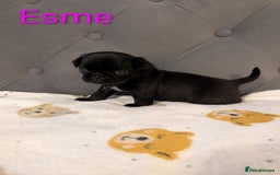 Pug dogs for sale: Pug Puppies - Image 19