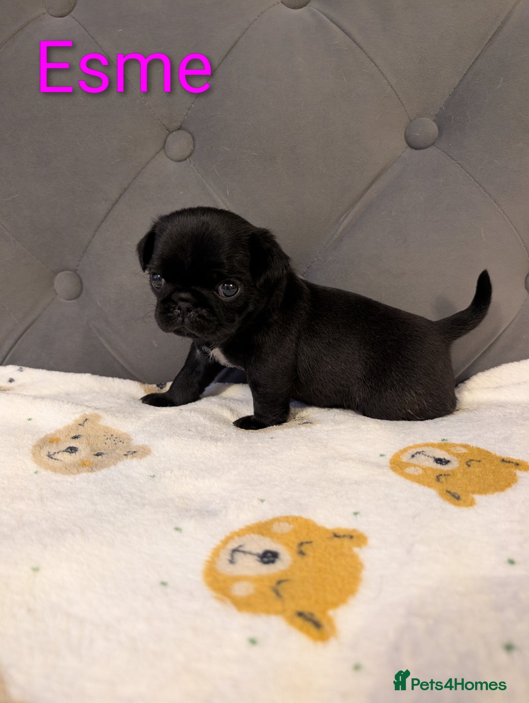 Pug dogs for sale: Pug Puppies - Image 19