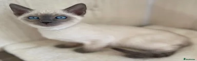 Siamese 2