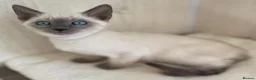Siamese cats for sale: GCCF Registered Traditional Siamese Kittens  - Advert 25