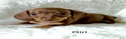 Miniature Dachshund dogs for sale: KC Reg Miniature Dachshund Puppies  in Sheffield - Advert 6