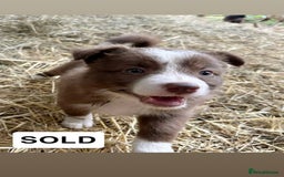 Border Collie dogs for sale: Working red/brown border collie pups 1 BOY LEFT - Image 10