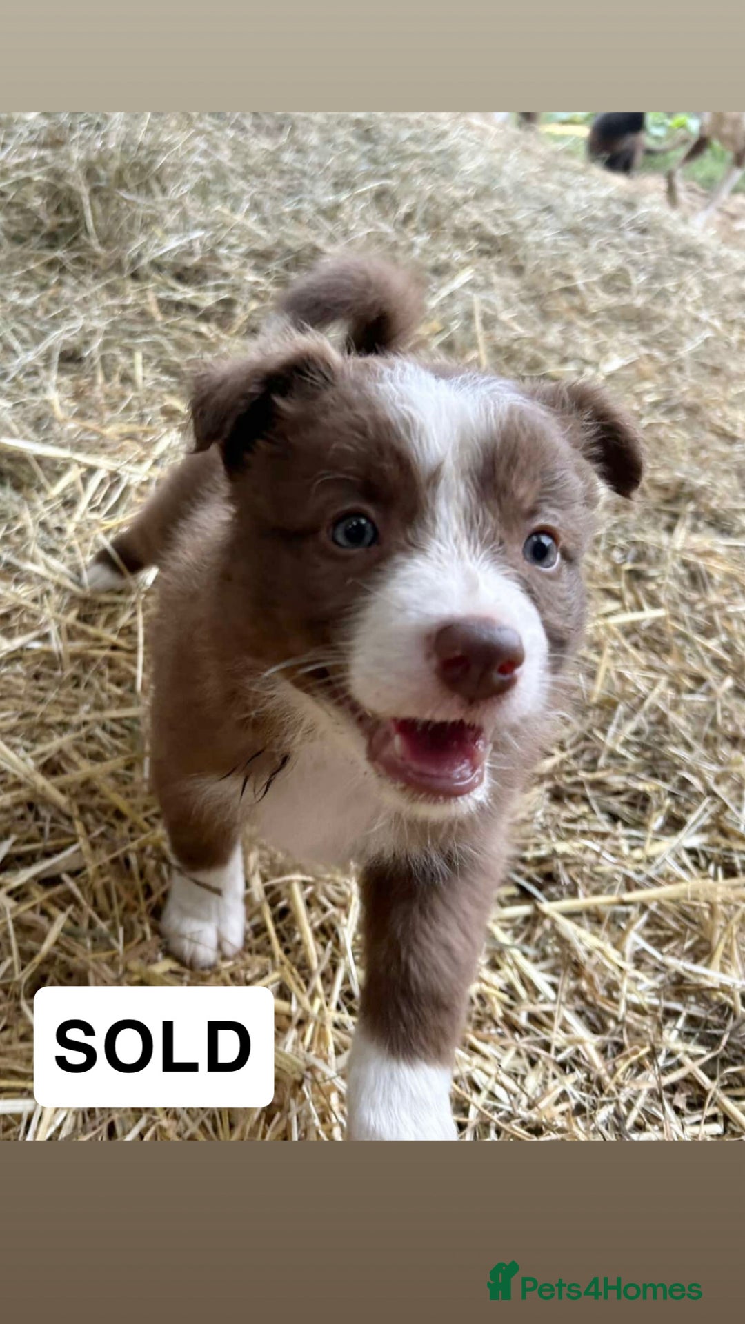 Border Collie dogs for sale: Working red/brown border collie pups 1 BOY LEFT - Image 10