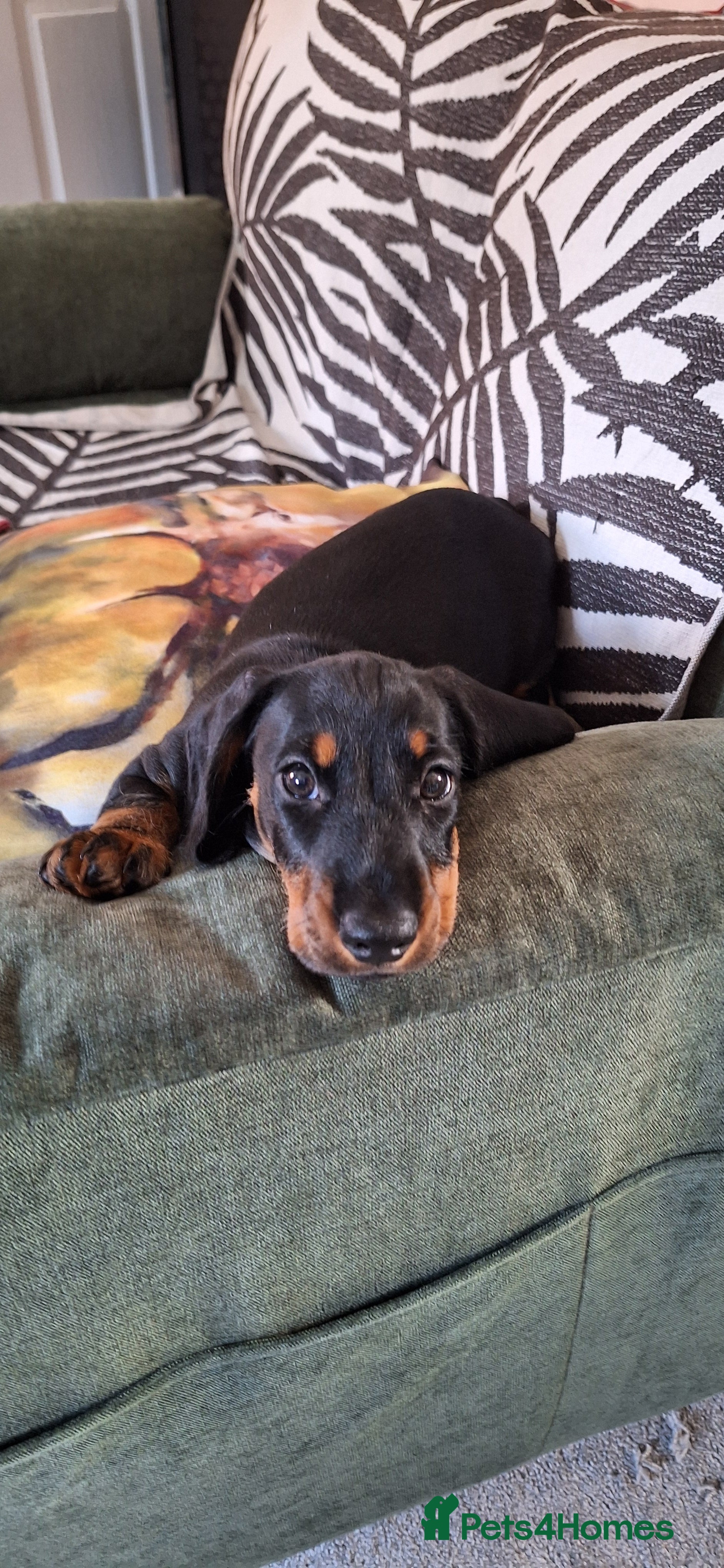 Dachshund dogs Charlie 10 weeks  - Advert 1