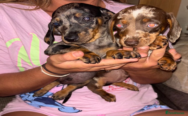Miniature Dachshund dogs - Advert 11