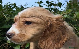 Cocker Spaniel dogs for sale: 3 beautiful working cocker spaniel puppies  - Image 19
